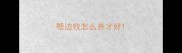 嗯边牧怎么养才好