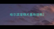 哈尔滨宠物犬基地领养