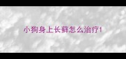 小狗身上长藓怎么治疗
