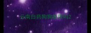 云南白药狗狗能用吗