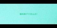 猫咪鼻子干怎么办