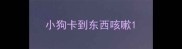 小狗卡到东西咳嗽
