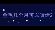 金毛几个月可以听话