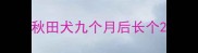 秋田犬九个月后长个