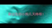 新出生的小狗几天睁眼