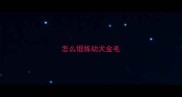 怎么锻炼幼犬金毛