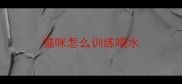猫咪怎么训练喝水