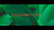 拉布拉多咳嗽不吃东西