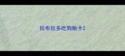 拉布拉多吃狗粮卡