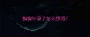 狗狗怀孕了怎么照顾
