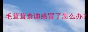 夏季泰迪感冒急救指南毛茸茸泰迪感冒了怎么办快速恢复的5个实用方法