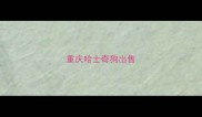 重庆哈士奇狗出售