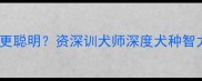 柴犬VS哈士奇谁更聪明资深训犬师深度犬种智力差异及饲养建议