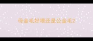 母金毛好喂还是公金毛