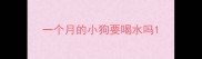 一个月的小狗要喝水吗