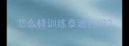 怎么样训练泰迪打滚