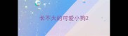 长不大的可爱小狗