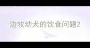 边牧幼犬的饮食问题