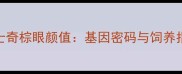 哈士奇棕眼颜值基因密码与饲养指南