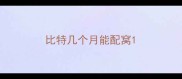 比特几个月能配窝