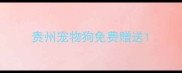 贵州宠物狗免费赠送