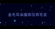 金毛耳朵瘙痒没有毛发