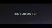 狗狗可以啃猪骨头吗