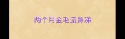 两个月金毛流鼻涕