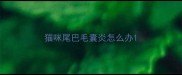 猫咪尾巴毛囊炎怎么办