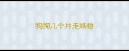 狗狗几个月走路稳