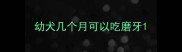 幼犬几个月可以吃磨牙