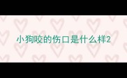 小狗咬的伤口是什么样