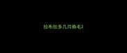 拉布拉多几月换毛