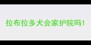 拉布拉多犬会家护院吗