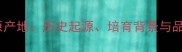 拉布拉多原产地历史起源培育背景与品种特点全