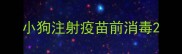 小狗注射疫苗前消毒
