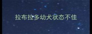 拉布拉多幼犬状态不佳
