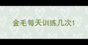 金毛每天训练几次