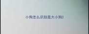 小狗怎么识别是大小狗