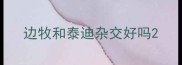 边牧和泰迪杂交好吗