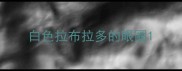 白色拉布拉多的眼圈