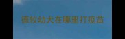 德牧幼犬在哪里打疫苗