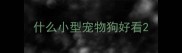 什么小型宠物狗好看