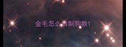 金毛怎么自制狗粮