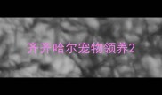 齐齐哈尔宠物领养