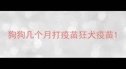 狗狗几个月打疫苗狂犬疫苗