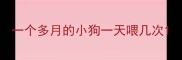 一个多月的小狗一天喂几次