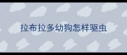 拉布拉多幼狗怎样驱虫