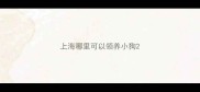 上海哪里可以领养小狗