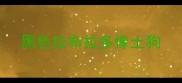 黑色拉布拉多像土狗